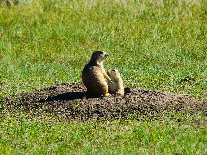Female black-tailed prairie dog tending to her young